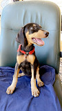 Doberman Pinscher Puppies For Sale Bakersfield