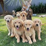 Golden retriever puppies from Denver