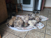 Great Dane Puppies For Sale Bloomington