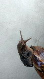 Giant African land snails for sale from Charlottetown