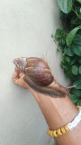 Giant African land snails for sale from Charlottetown