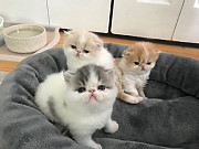 Exotic Shorthair Cats For Sale New York City