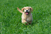 Golden Retriever Puppies: Adorably Loyal Furry Friends from TriStar Goldens Nashville