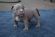 Pit bull puppies , Litter Box trained and all Shots completed from Denver