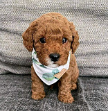 Cavapoo and toy poodle available for adoption from Gaillimh