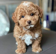 Cavapoo and toy poodle available for adoption from Gaillimh