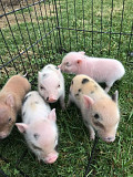 Mini Pigs For Adoption from Kansas City