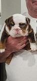 English Bulldog Puppies For Sale Kernersville