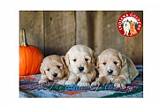 English Golden Retriever Puppies: Champion Lines in Indiana Bedford