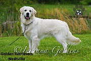 Golden Retrievers Nashville: Ideal Furry Buddy at TriStar Goldens Nashville