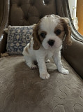 Cavalier King Charles Spaniel Puppies For Sale Minnetonka