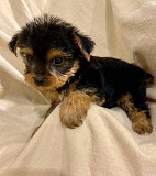 Two Healthy Tiny YORKIE Puppies text us at +1(385) 381-1672 Denver