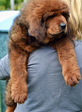 Originally tibetan mastiff from Sacramento