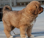 Originally tibetan mastiff from Sacramento