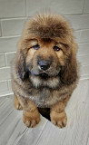 Originally tibetan mastiff from Sacramento