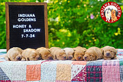 Indiana Golden Retriever Puppies: Champion Bloodline Beauties, Raised in the Family Bedford