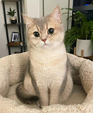 Cute cat for sale from Jackson