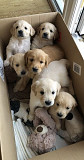 Puppies from Denver