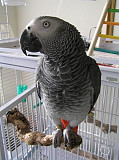 Talking parrot from Hawalli