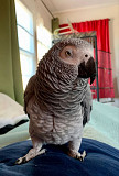 Talking parrot from Danvers