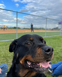 American Rottweiler Washington