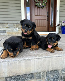 American Rottweiler Washington