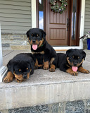 American Rottweiler Washington