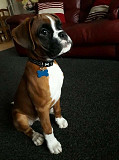 Boxer puppies from North Augusta