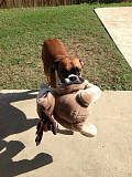 Boxer puppies from North Augusta