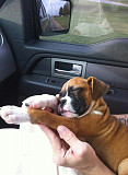 Boxer puppies from North Augusta