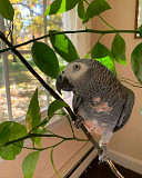 Macaw parrots & African grey parrots for sale from San Diego