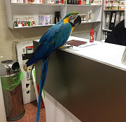 Macaw parrots & African grey parrots for sale from San Diego