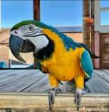 Macaw parrots & African grey parrots for sale from San Diego