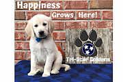 Golden Retriever Puppies for Sale Near me: Furry Buddy Awaits at TriStar Goldens Nashville