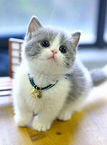 Munchkin kitten Cardiff