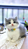 Munchkin kitten Cardiff