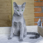 purebred Breed blue kitten Cardiff