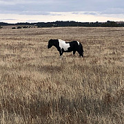 Horses from Birmingham