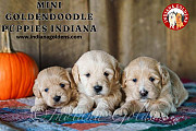 Mini Goldendoodle Puppies Indiana: Your Dream Cream Pup Awaits Bedford