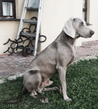 Pure Breed Weimaraner Blue-Eyed Puppies for Sale from Ukiah