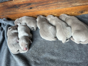 Pure Breed Weimaraner Blue-Eyed Puppies for Sale from Ukiah