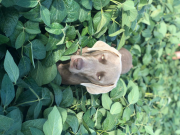 Pure Breed Weimaraner Blue-Eyed Puppies for Sale from Ukiah