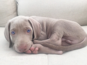 Pure Breed Weimaraner Blue-Eyed Puppies for Sale from Ukiah