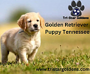 Golden Retriever Puppy Tennessee - TriStar's AKC-Certified Goldens Available Nashville