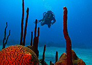 Snorkeling Punta Cana: Discover Vibrant Coral Reefs with Diving DR Tours Providence