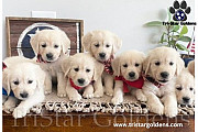 Golden Retriever Puppies Nashville - Champion English Cream Retrievers Available Nashville