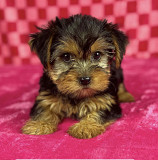 Yorkie puppies for adoption Phoenix