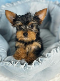 Yorkie puppies for adoption Phoenix