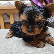 Yorkie puppies for adoption Phoenix