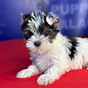 Yorkie puppies for adoption Phoenix